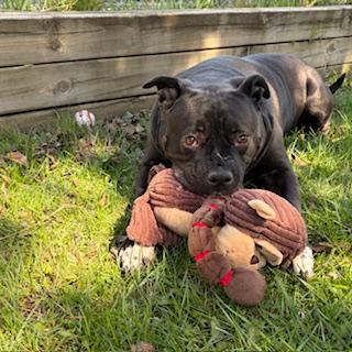 Enlarge Angel - Reduced adoption fee!, an adoptable American Bulldog in Mississauga, ON image 3/6