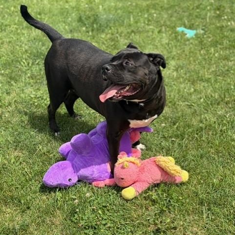 Angel - Reduced Adoption Fee, an adoptable American Bulldog in Mississauga, ON image 2/6