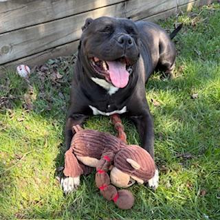 Enlarge Angel - Reduced adoption fee!, an adoptable American Bulldog in Mississauga, ON image 2/6