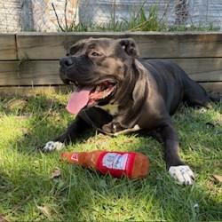 Enlarge Angel - Reduced adoption fee!, an adoptable American Bulldog in Mississauga, ON image 4/6
