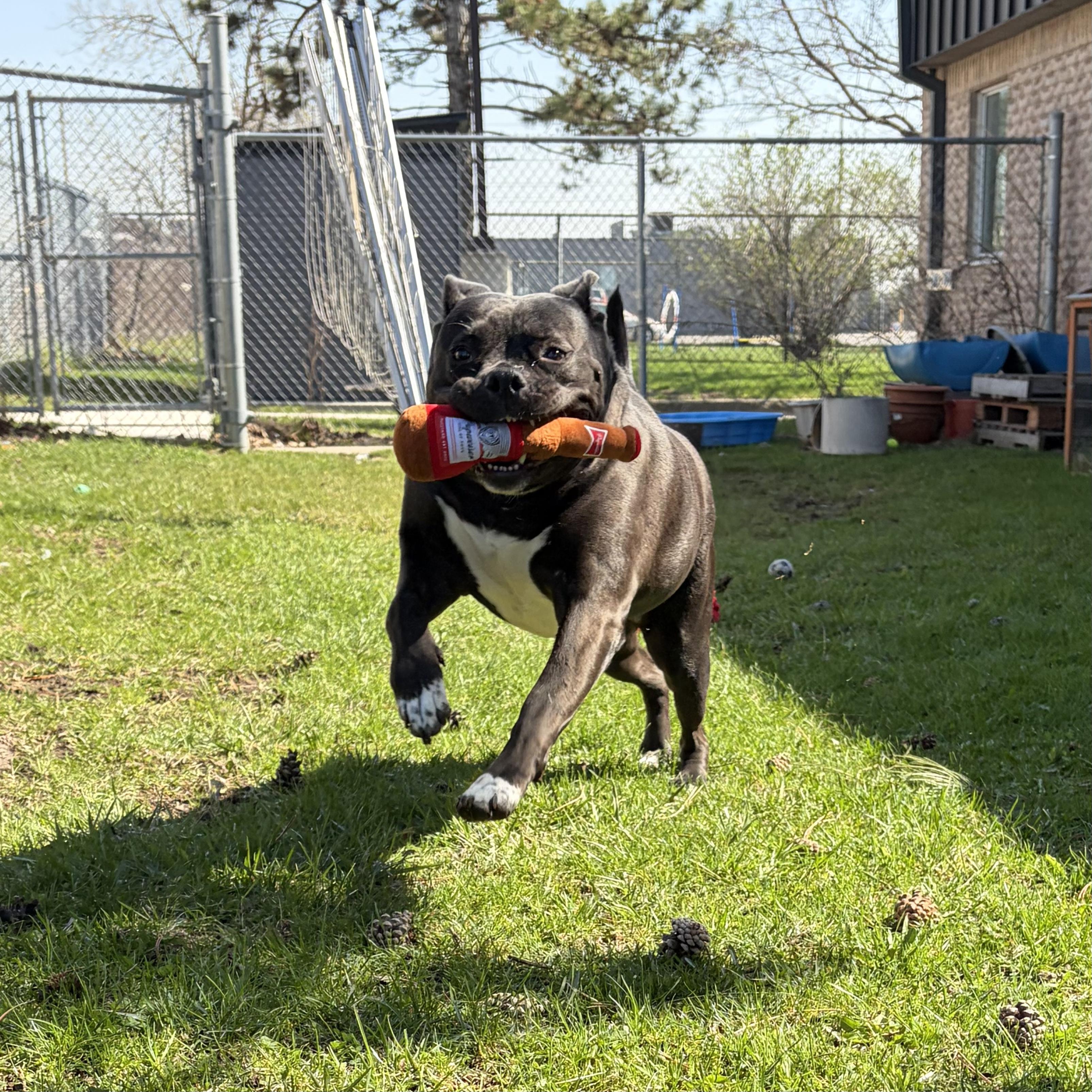 Enlarge Angel - Reduced adoption fee!, an adoptable American Bulldog in Mississauga, ON image 5/6