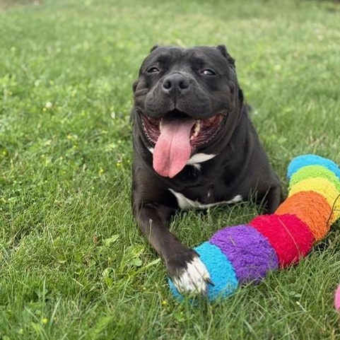 Angel - Reduced Adoption Fee, adoptable, Adult Female American Bulldog.