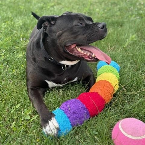 Angel - Reduced Adoption Fee, an adoptable American Bulldog in Mississauga, ON image 3/6