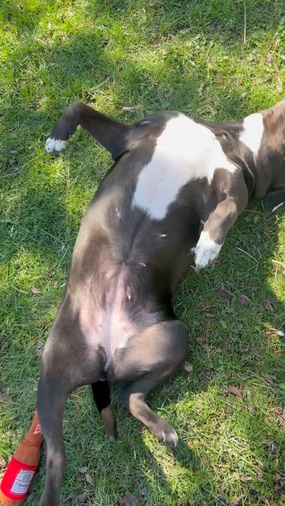 Enlarge Angel - Reduced adoption fee!, an adoptable American Bulldog in Mississauga, ON video 6/6