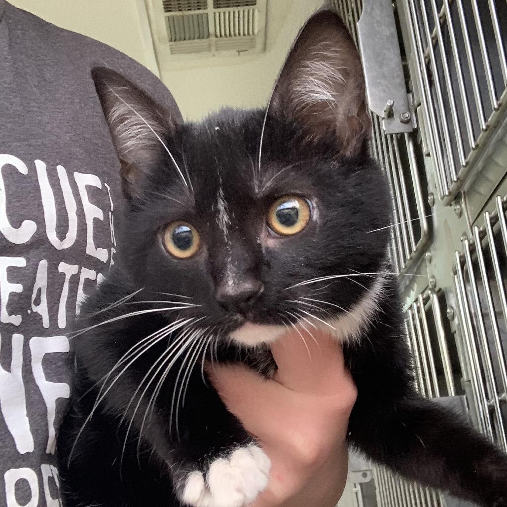 Enlarge Thorn, a Adoptable Domestic Medium Hair in Hattiesburg, MS image 1/2