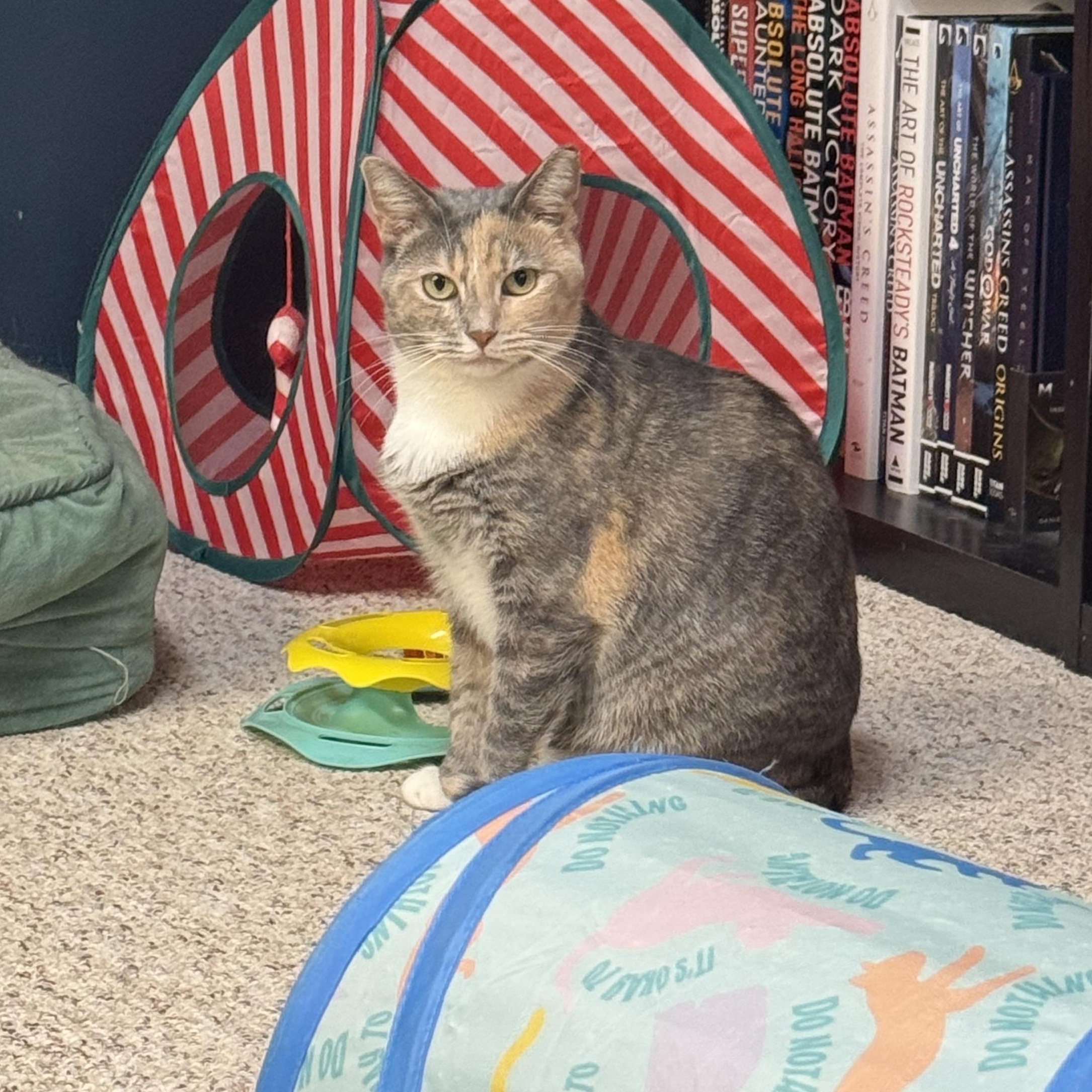 Ellen, Adoptable, Young Female Dilute Tortoiseshell.