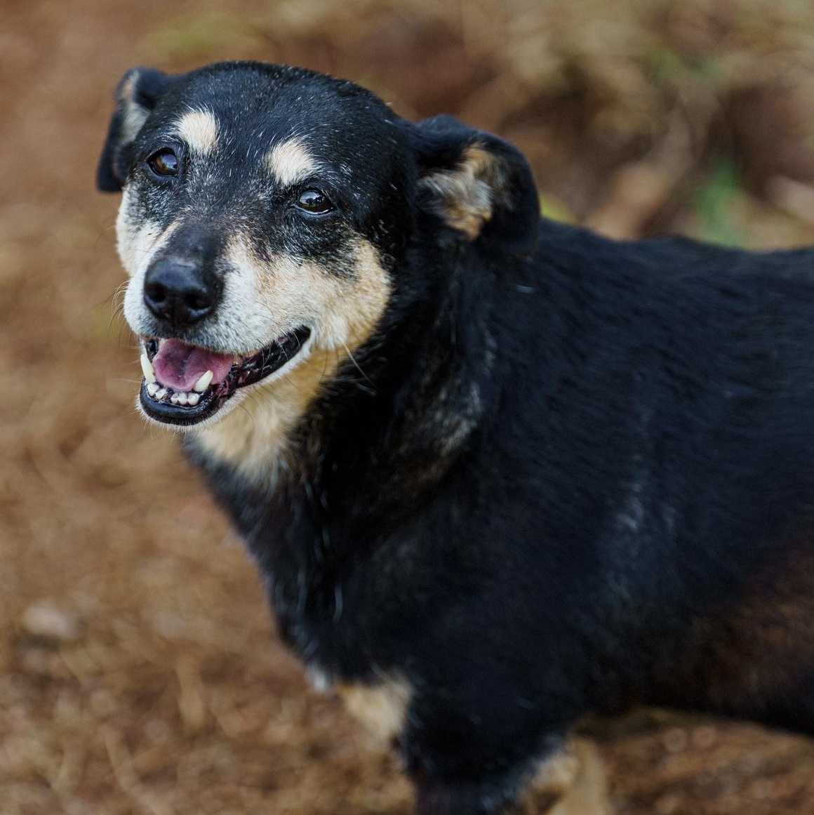 Enlarge Sally, a ADOPTABLE mixed breed in Marble Falls, TX image 1/3
