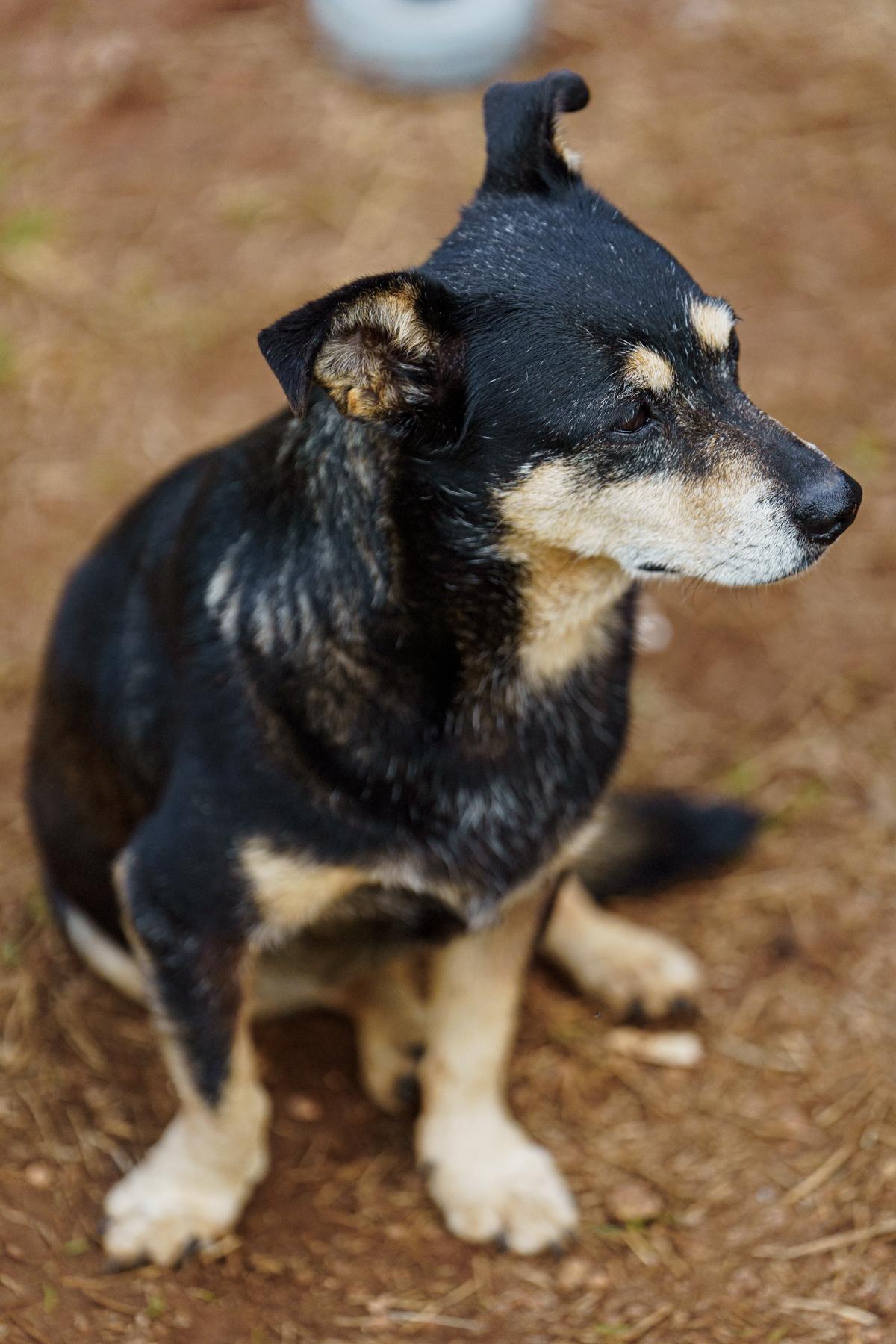 Enlarge Sally, a ADOPTABLE mixed breed in Marble Falls, TX image 2/3