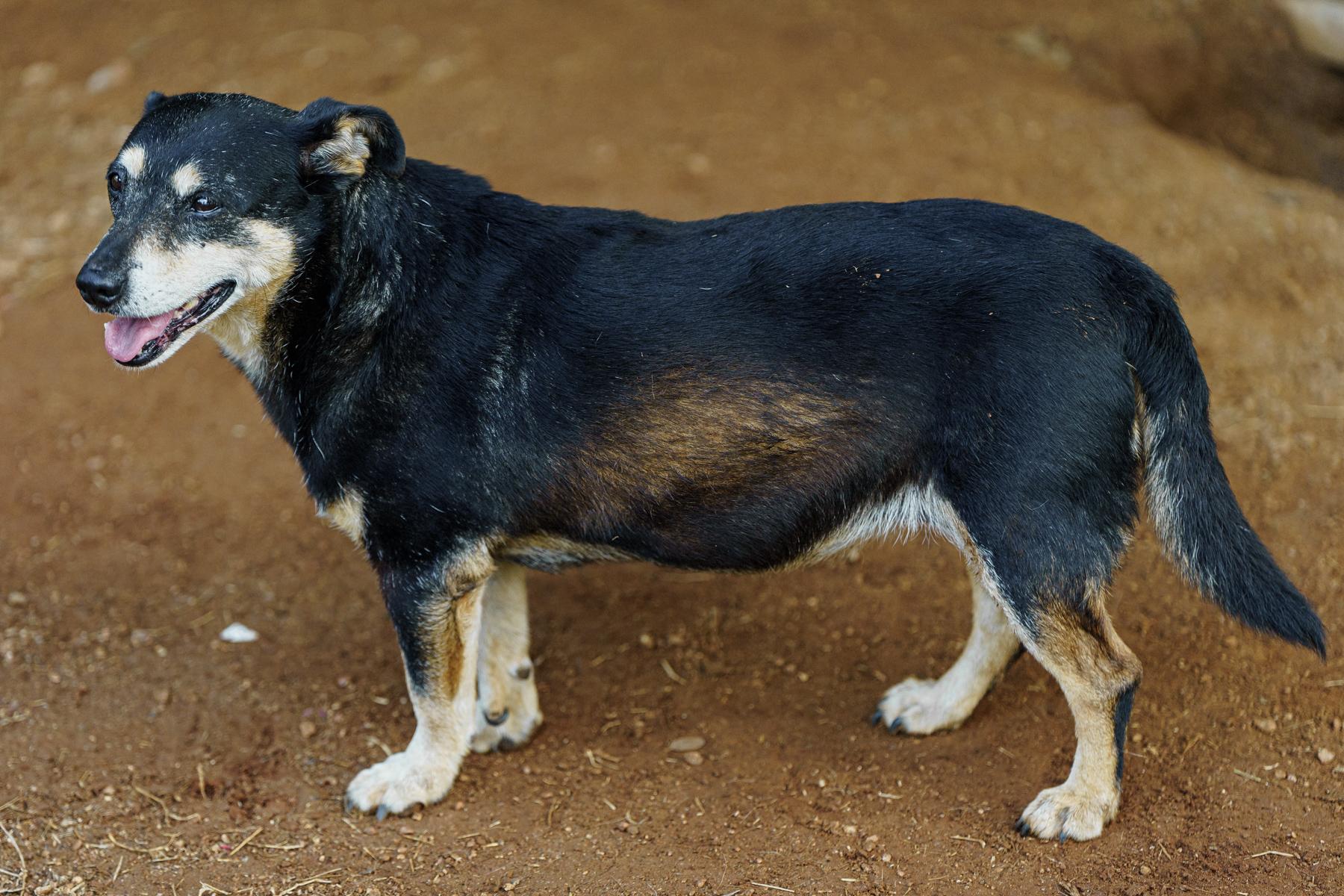 Enlarge Sally, a ADOPTABLE mixed breed in Marble Falls, TX image 3/3