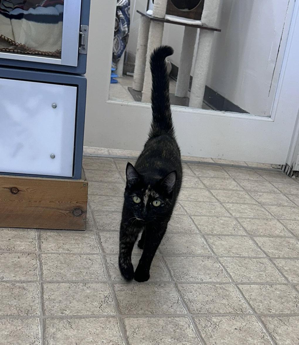 Enlarge Tigger, a ADOPTABLE Domestic Short Hair in Gardnerville, NV image 4/4