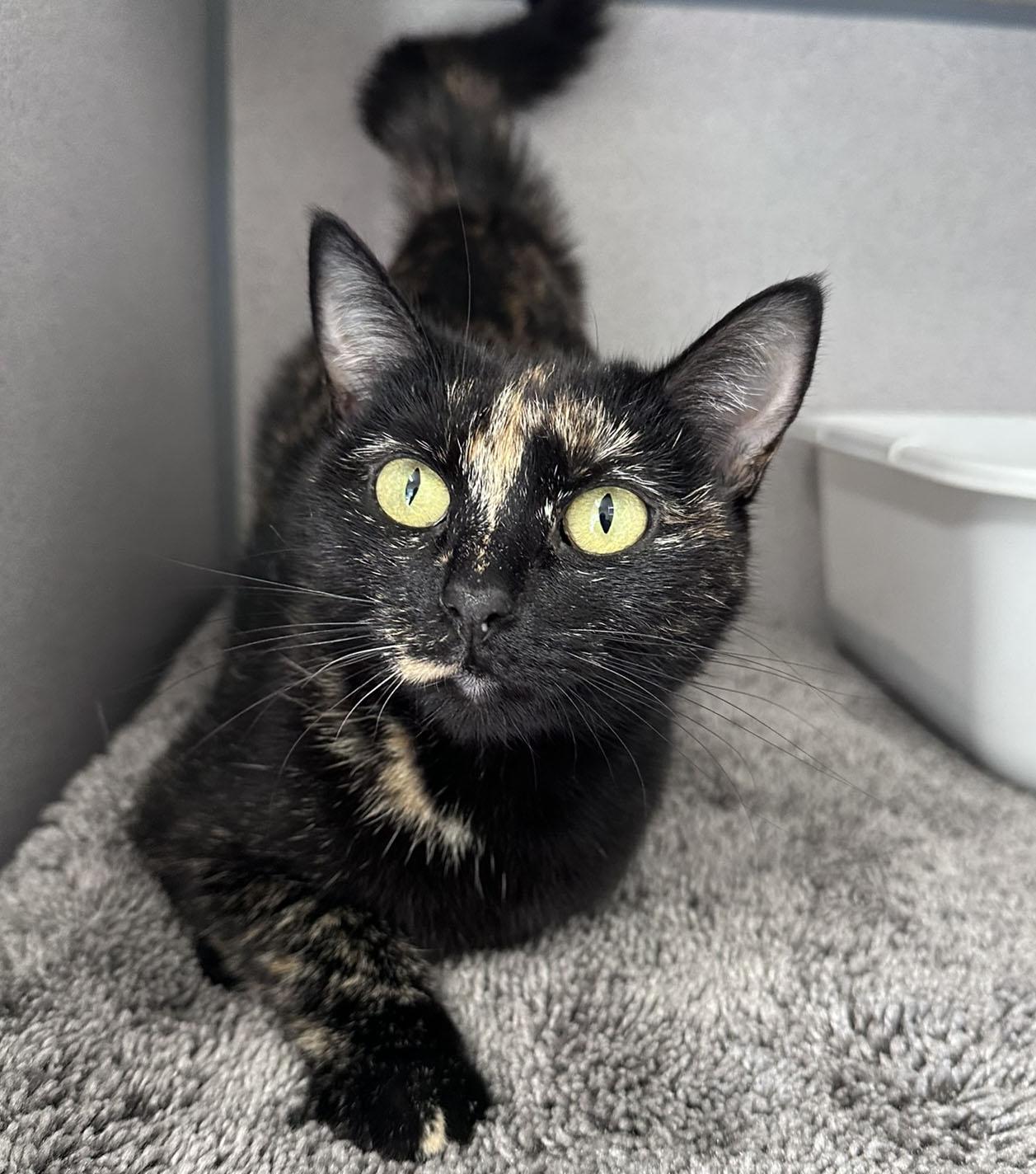 Enlarge Tigger, a ADOPTABLE Domestic Short Hair in Gardnerville, NV image 3/4