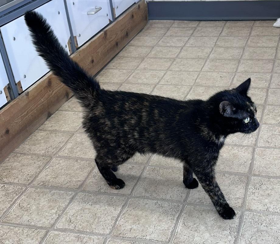 Enlarge Tigger, a ADOPTABLE Domestic Short Hair in Gardnerville, NV image 2/4