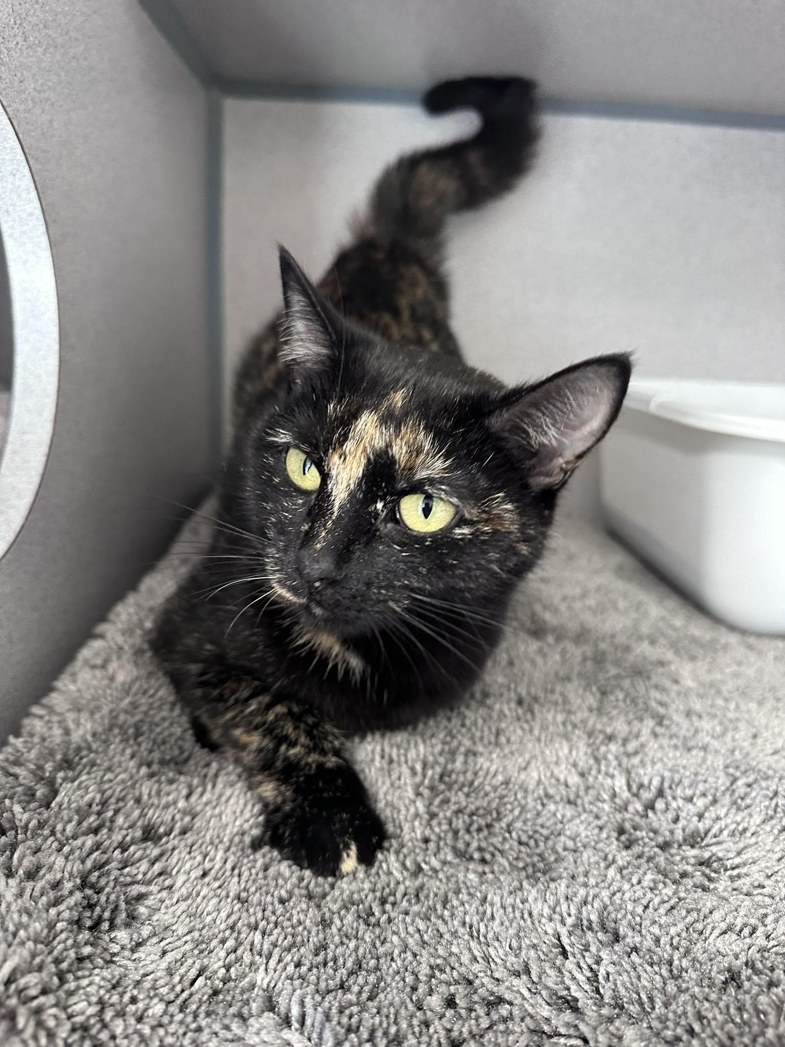 Tigger, ADOPTABLE, Adult Female Domestic Short Hair.