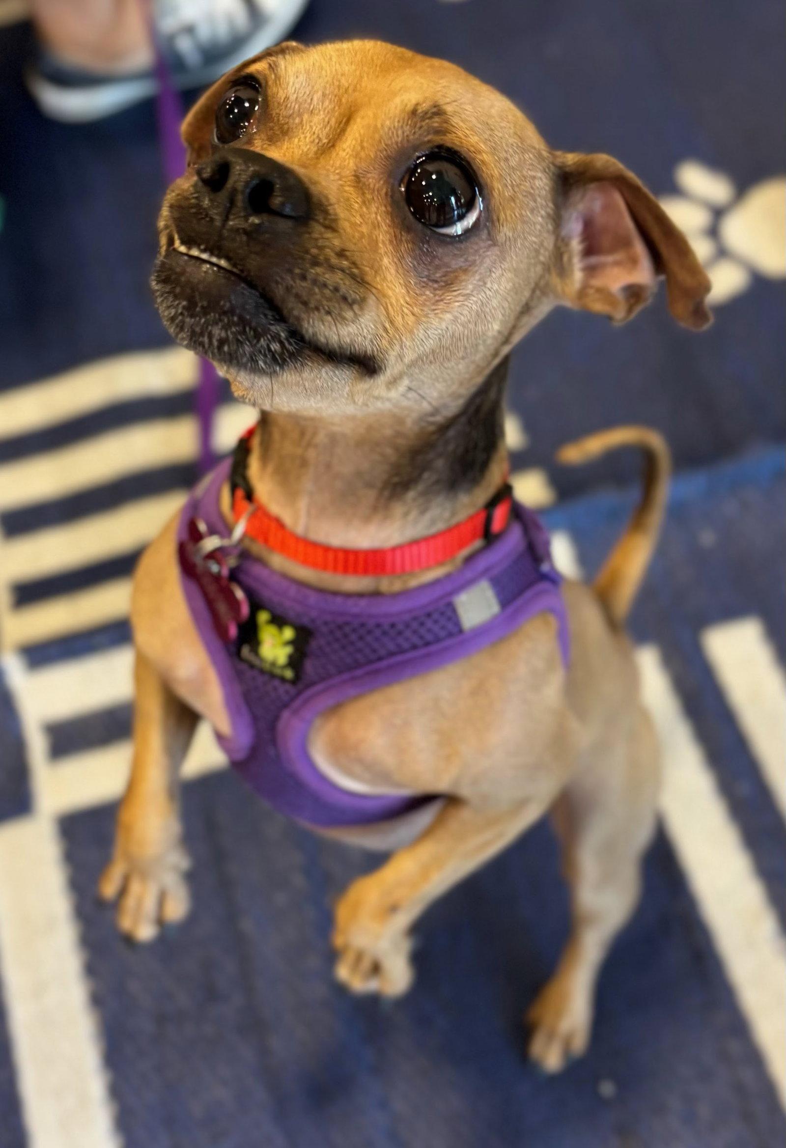 Enlarge Chiquita Banana, a Adopted mixed breed in Glendale, AZ image 1/3