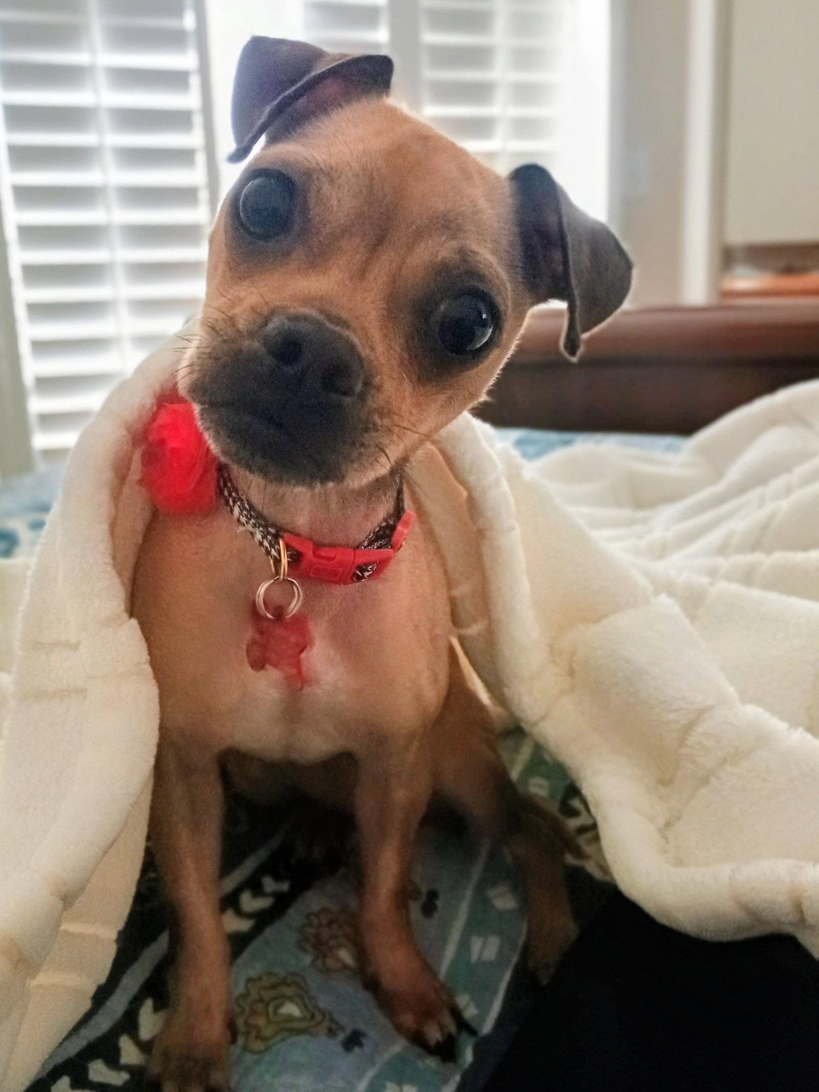Enlarge Chiquita Banana, a Adopted mixed breed in Glendale, AZ image 2/3
