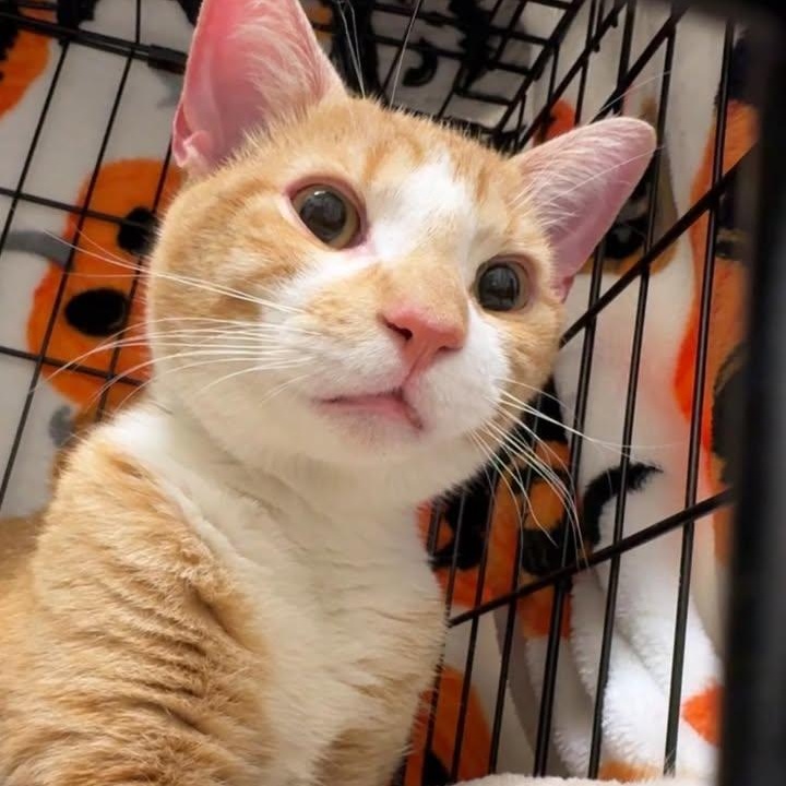 JP, Adoptable, Young Male Domestic Short Hair.