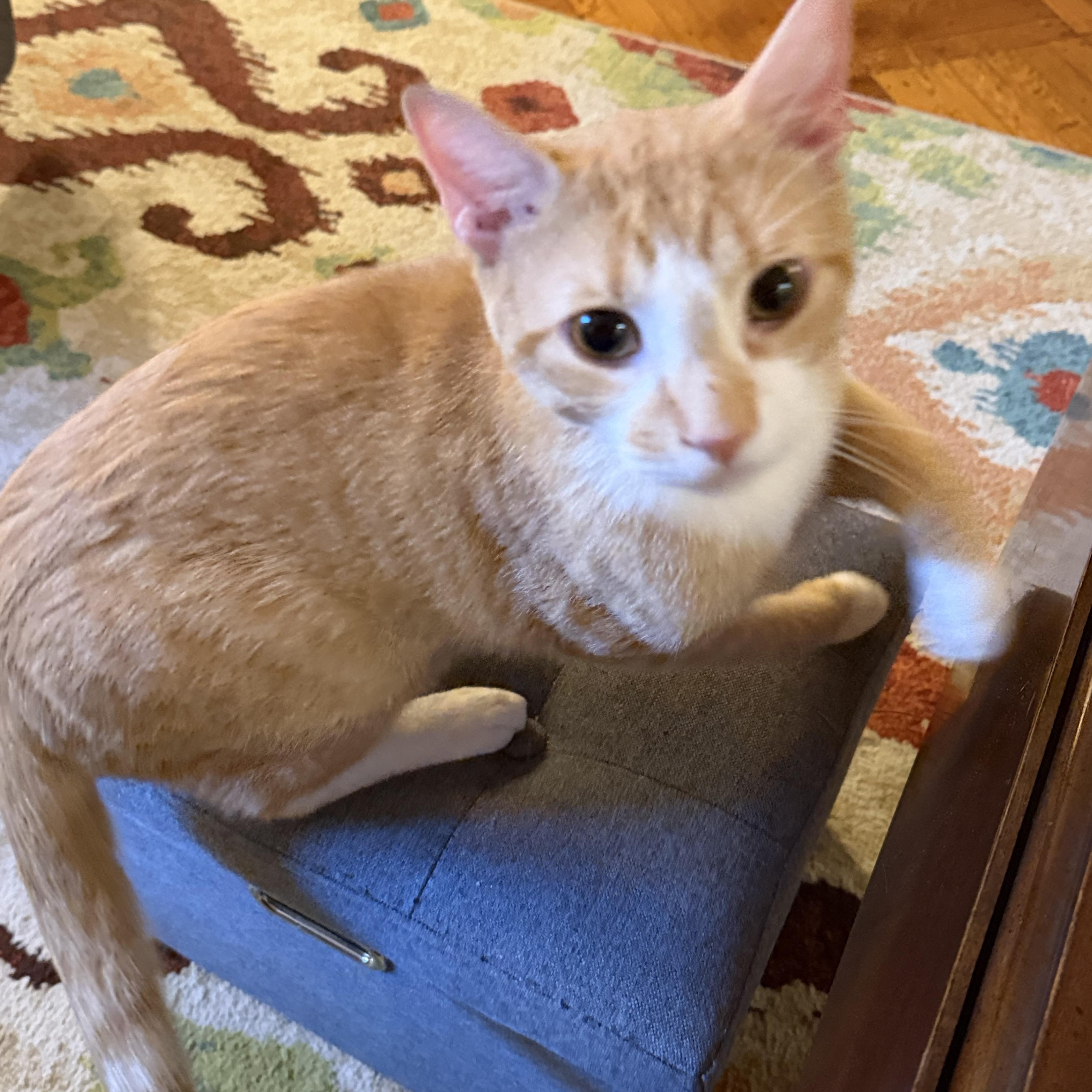 JP, an adoptable mixed breed in New york, NY image 6/6