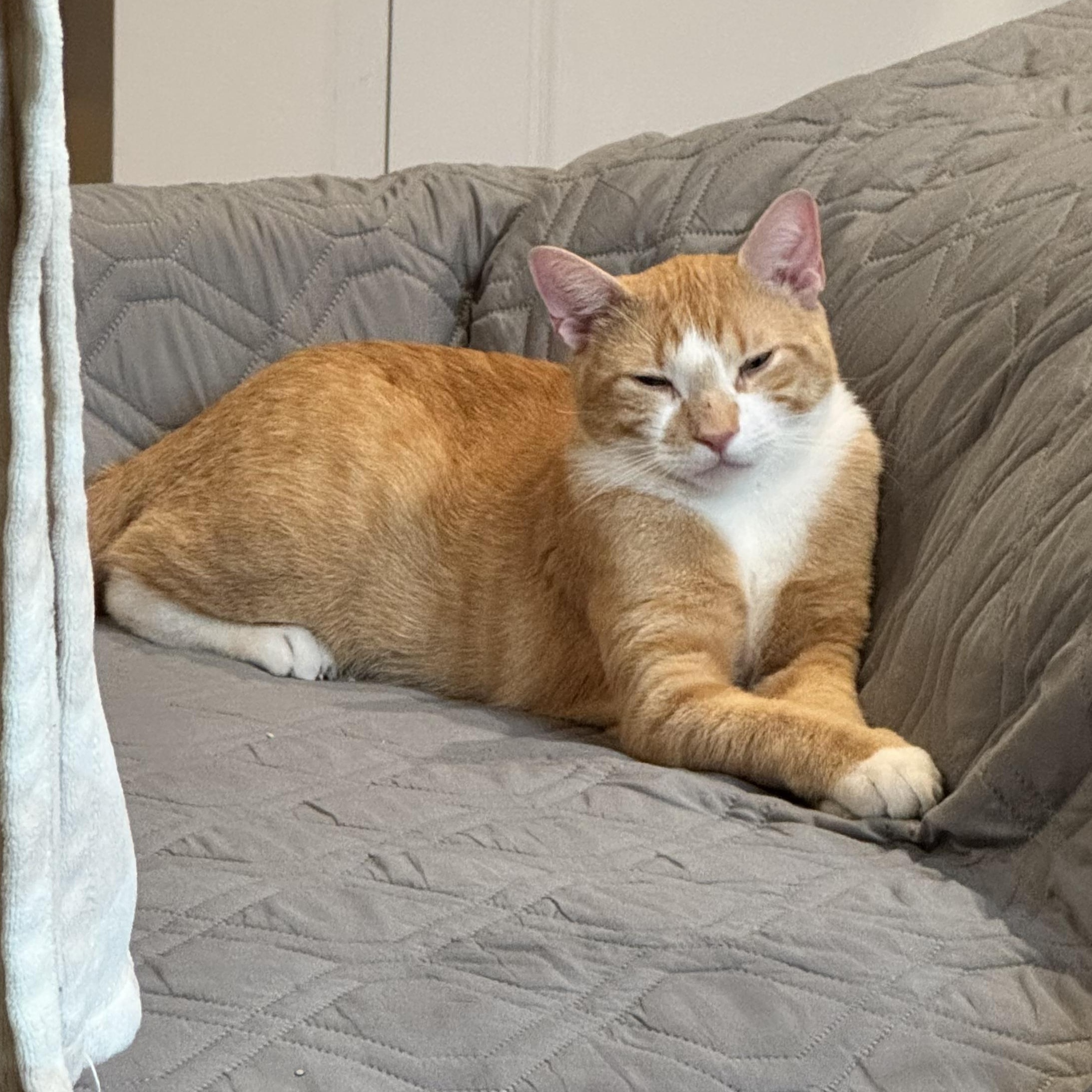 JP, an adoptable mixed breed in New york, NY image 5/6