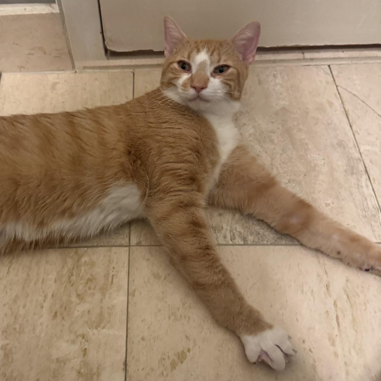 Enlarge JP, a Adoptable mixed breed in New york, NY image 2/4