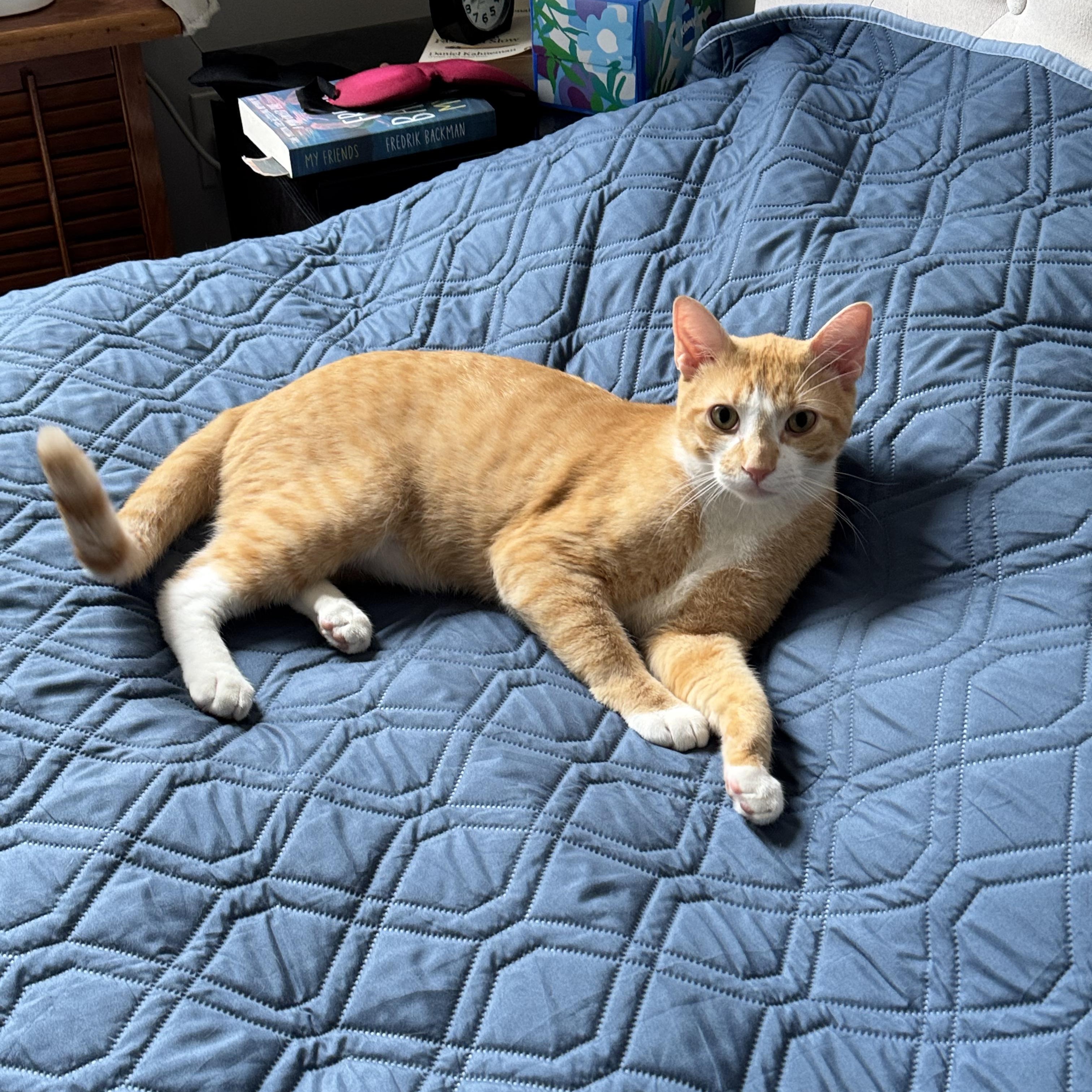JP, an adoptable mixed breed in New york, NY image 2/6