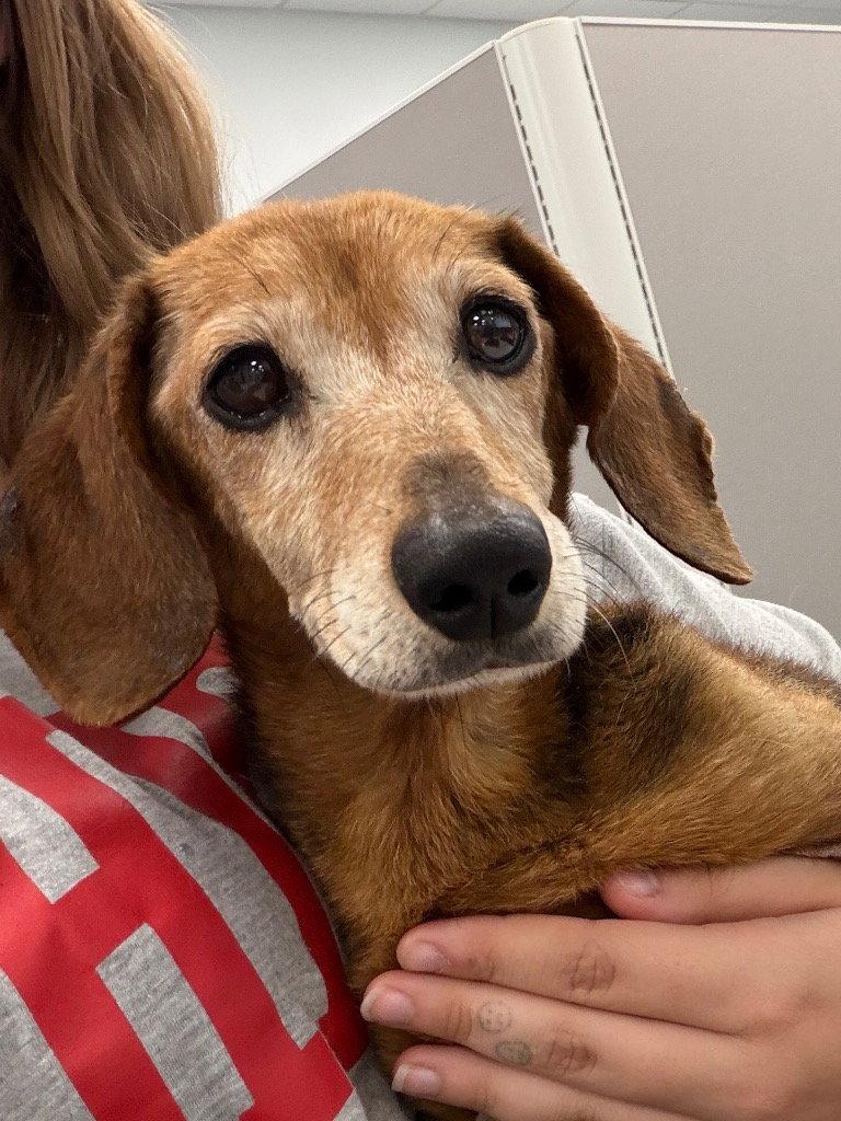 26-393 Winnie, Adoptable, Senior Female Dachshund.