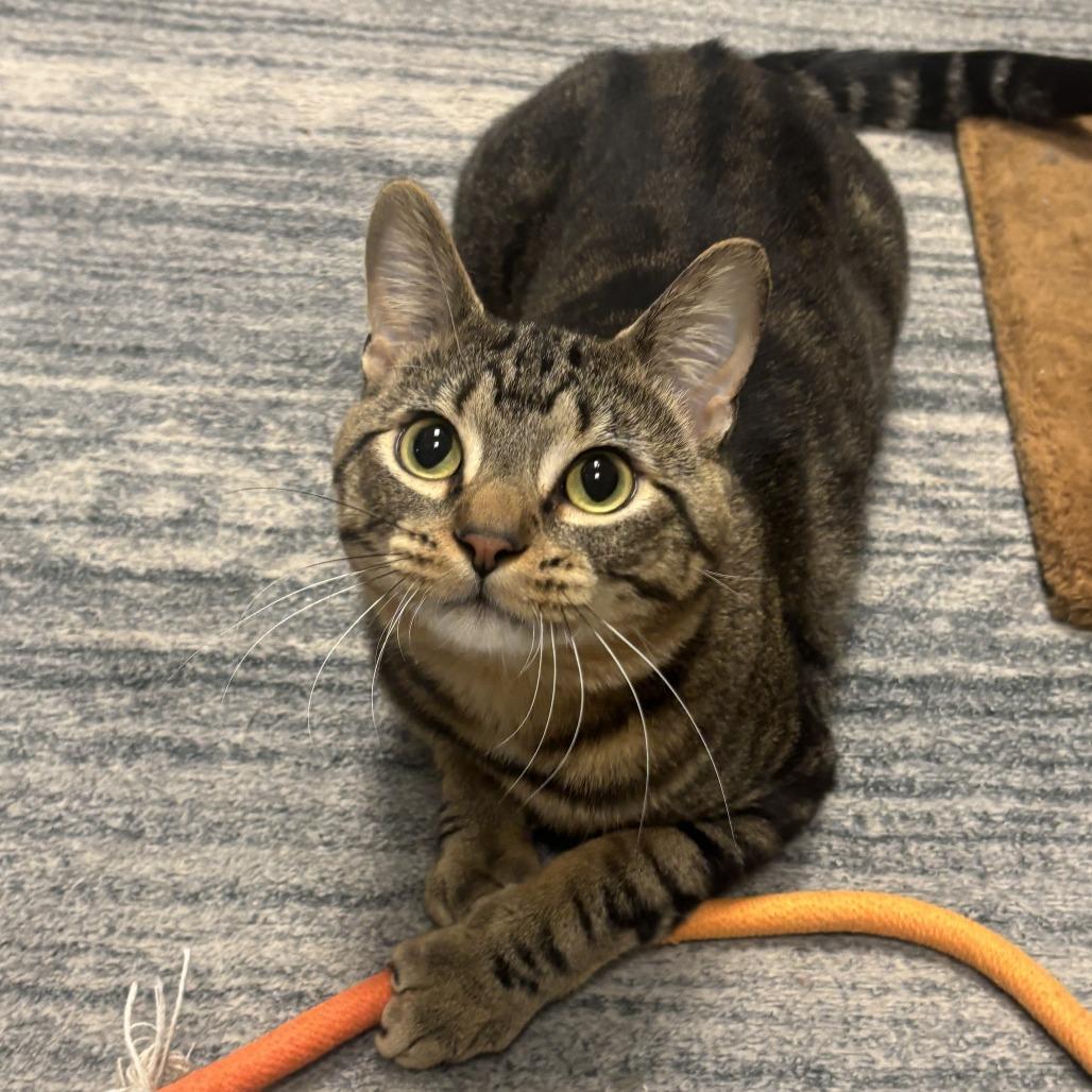 Bob Barker, Adoptable, Adult Male Domestic Short Hair.