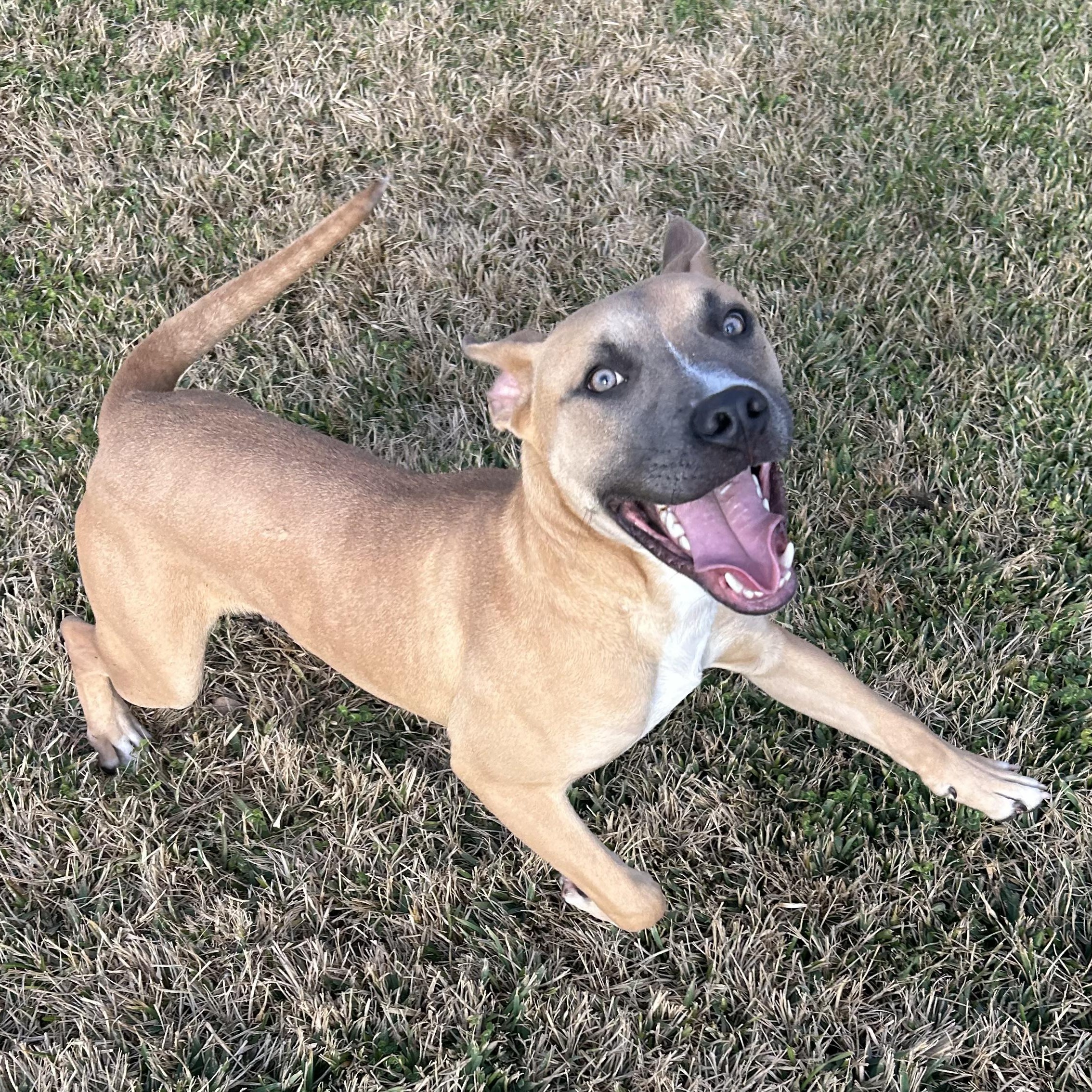 Bear — thumbnail 5