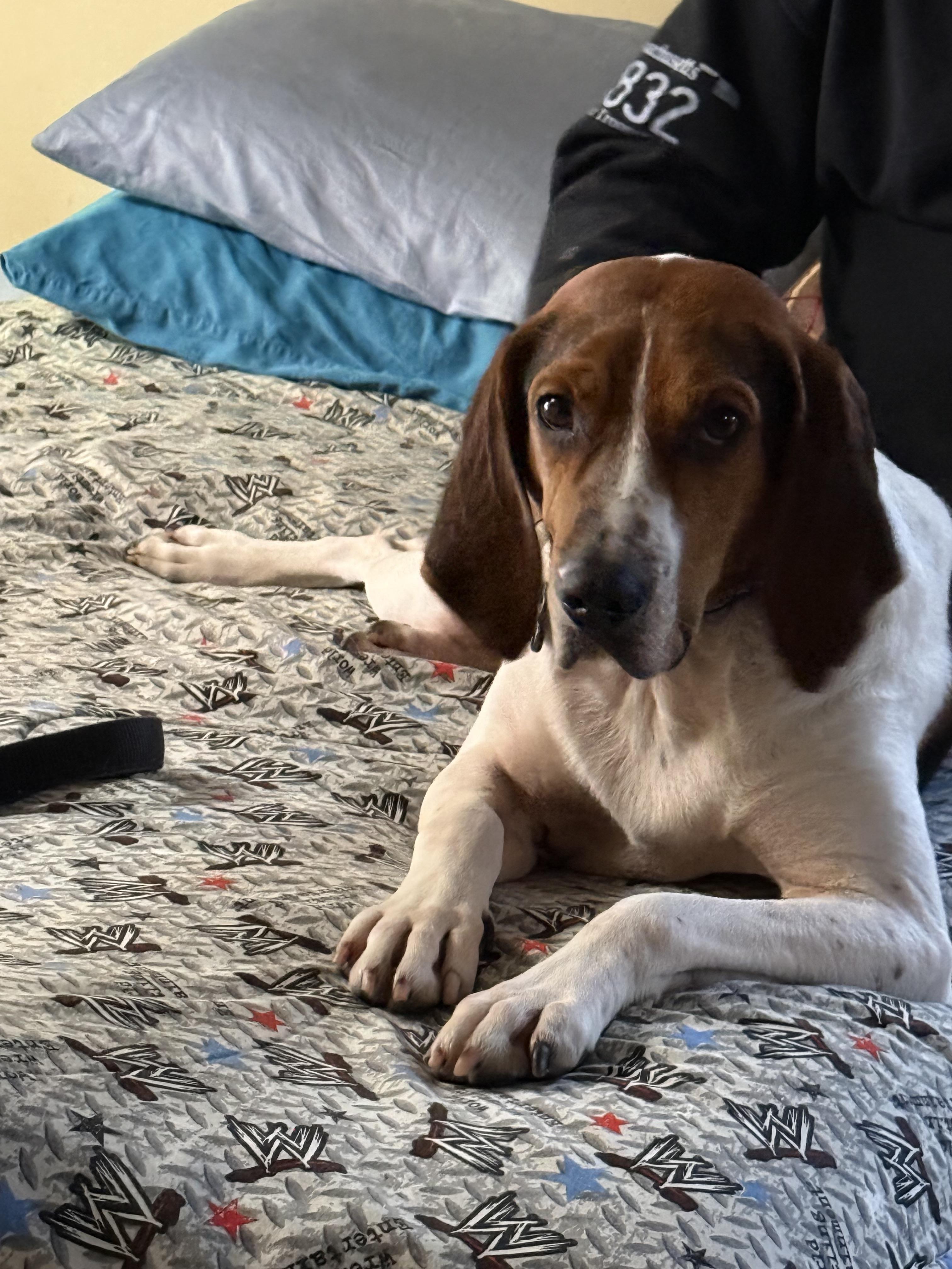 Enlarge Eli , a ADOPTABLE mixed breed in WARREN, RI image 2/4