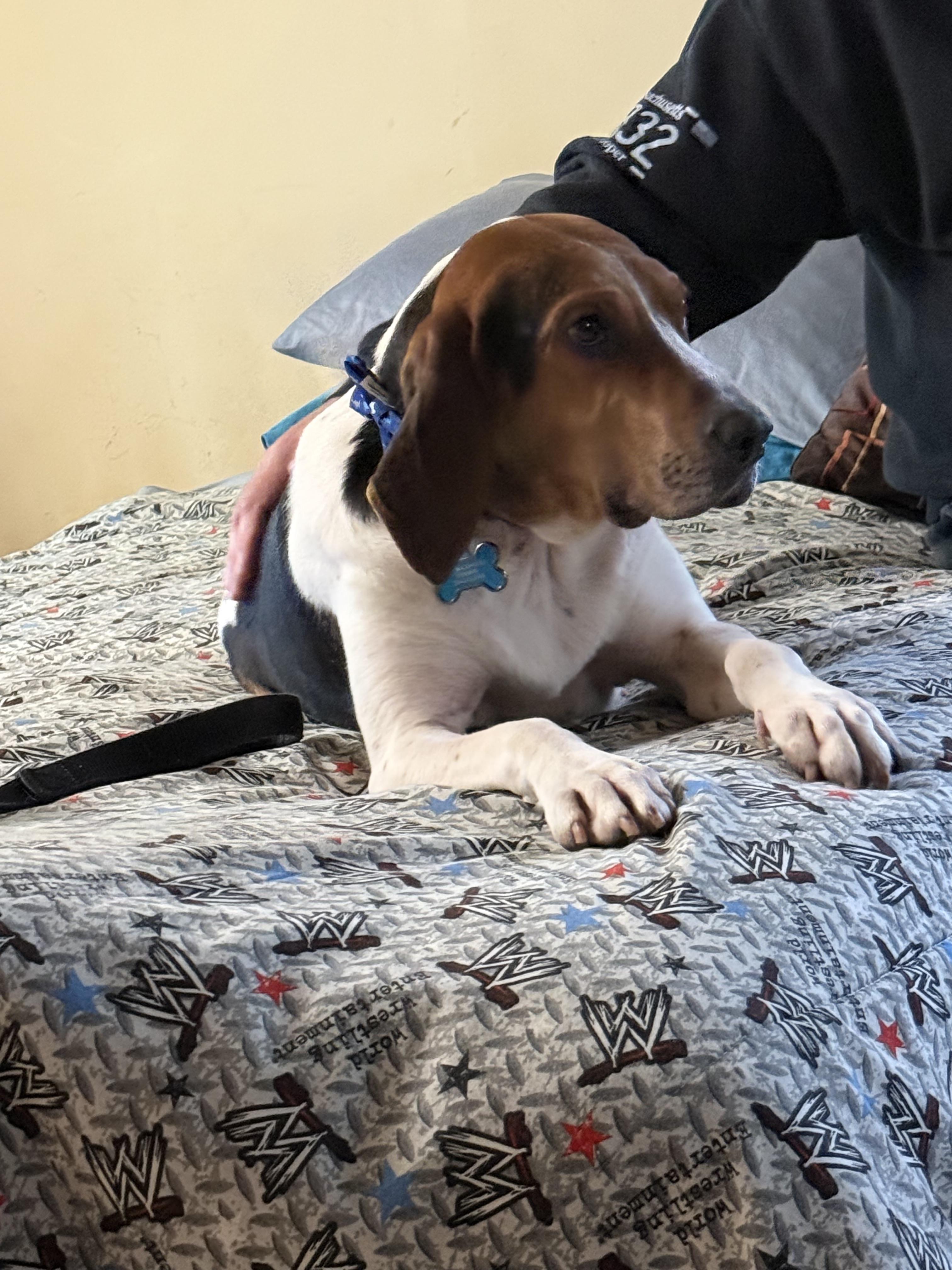 Enlarge Eli , a ADOPTABLE mixed breed in WARREN, RI image 4/4