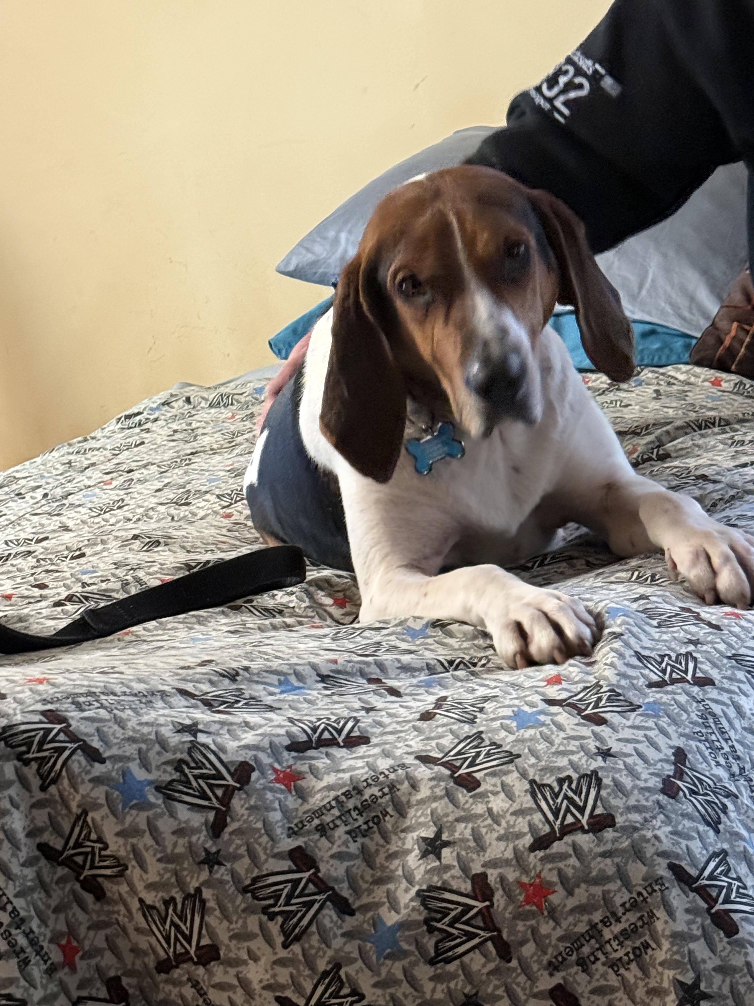 Eli , ADOPTABLE, Adult Male Hound.