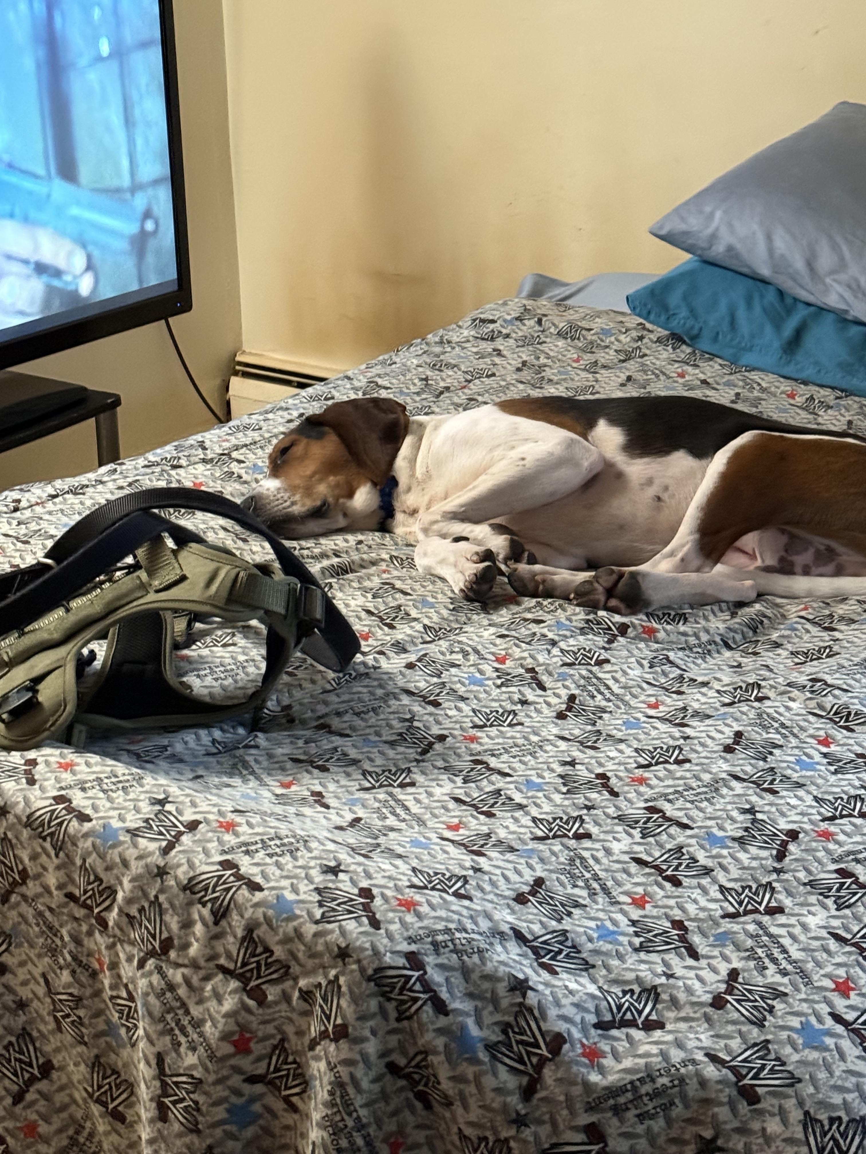 Enlarge Eli , a ADOPTABLE mixed breed in WARREN, RI image 3/4