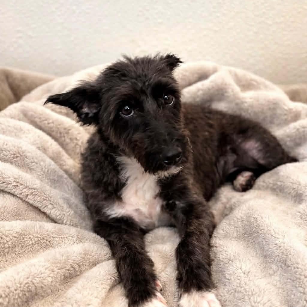 Trixie — thumbnail 2