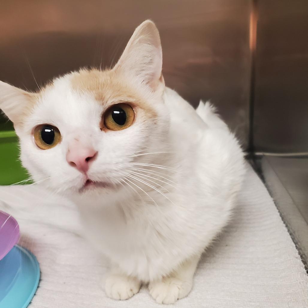 SPARKLE, ADOPTABLE, Adult Female Domestic Short Hair.