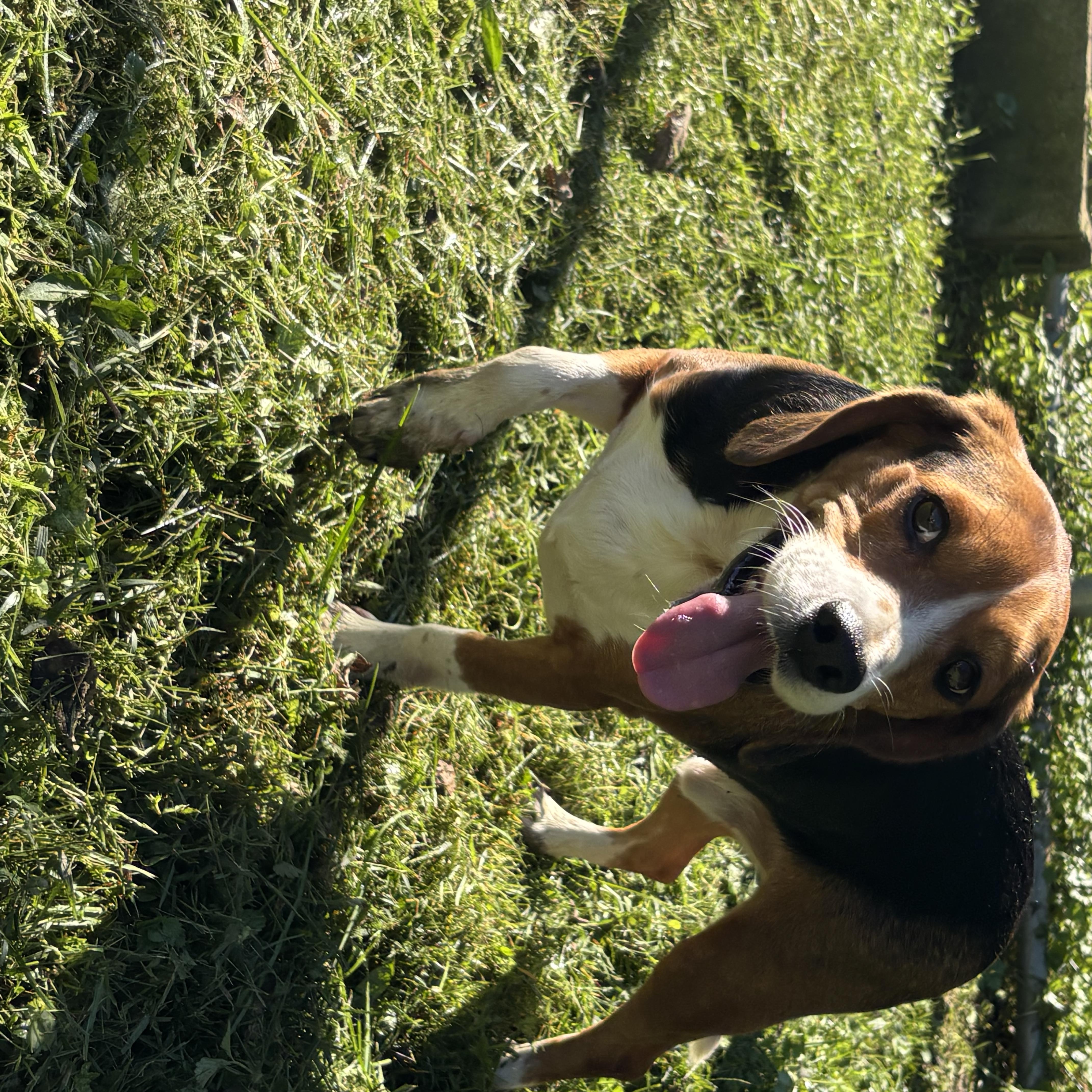 Enlarge Boone, a Adopted mixed breed in Circleville, OH image 3/3