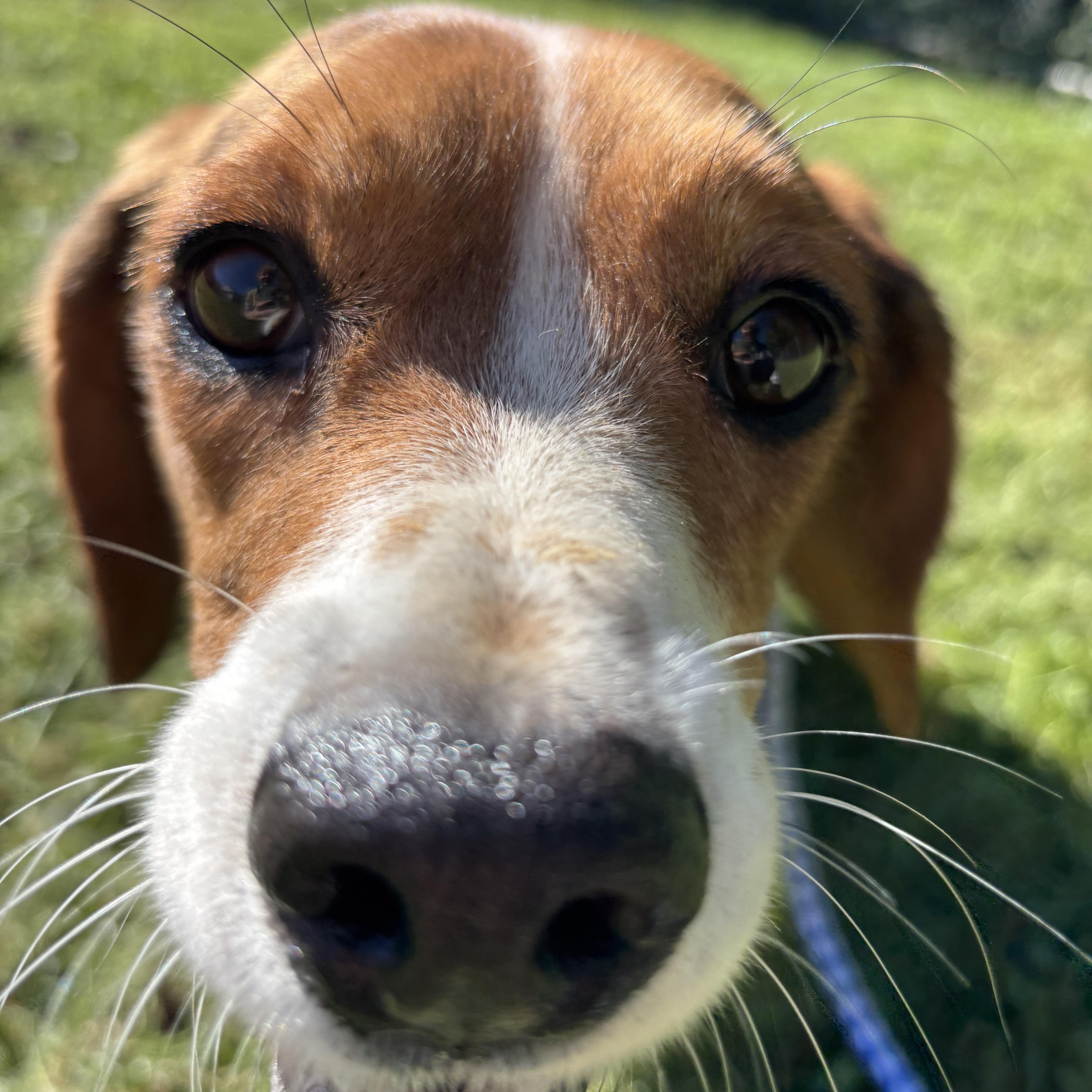 Enlarge Boone, a Adopted mixed breed in Circleville, OH image 2/3