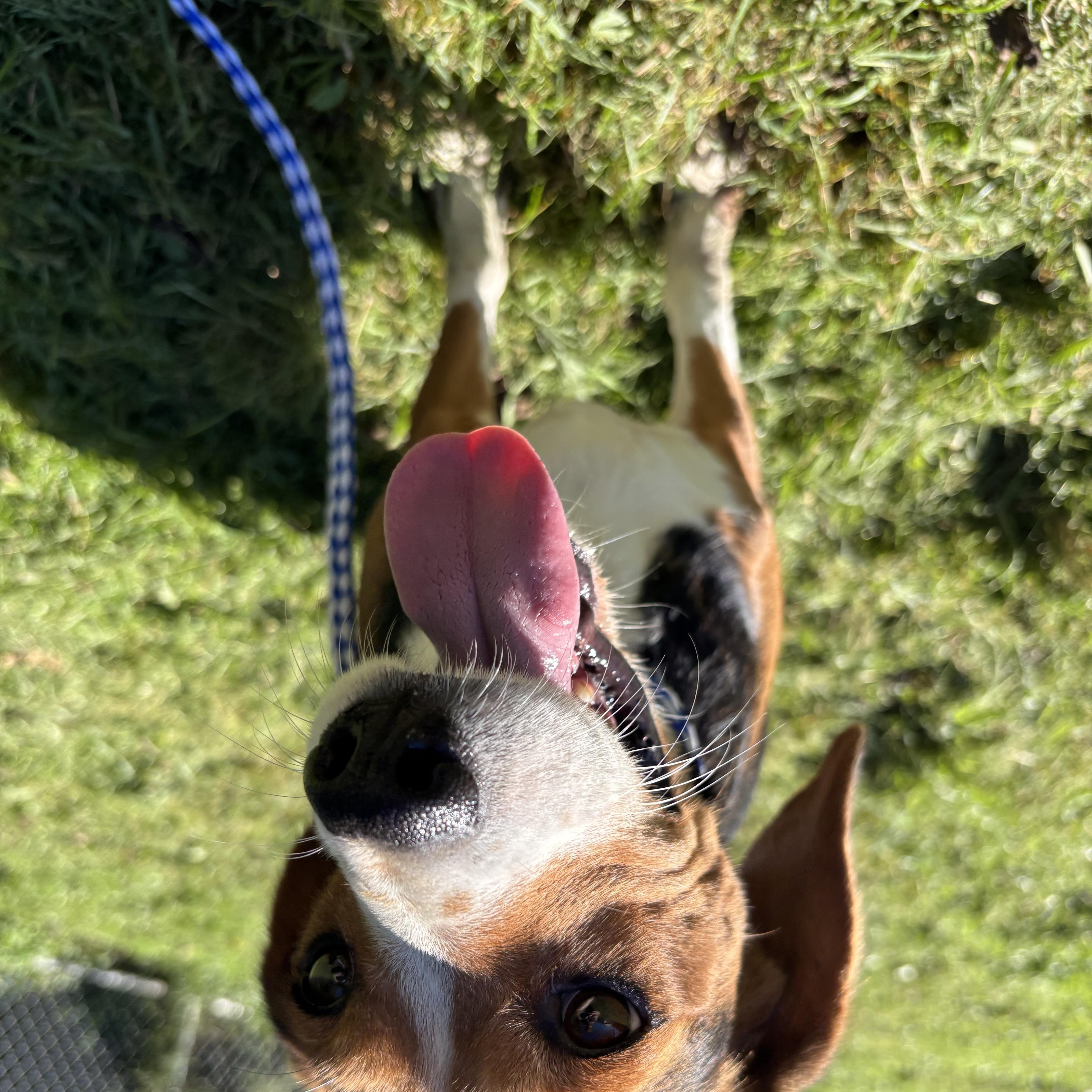 Boone, Adopted, Young Male Beagle.