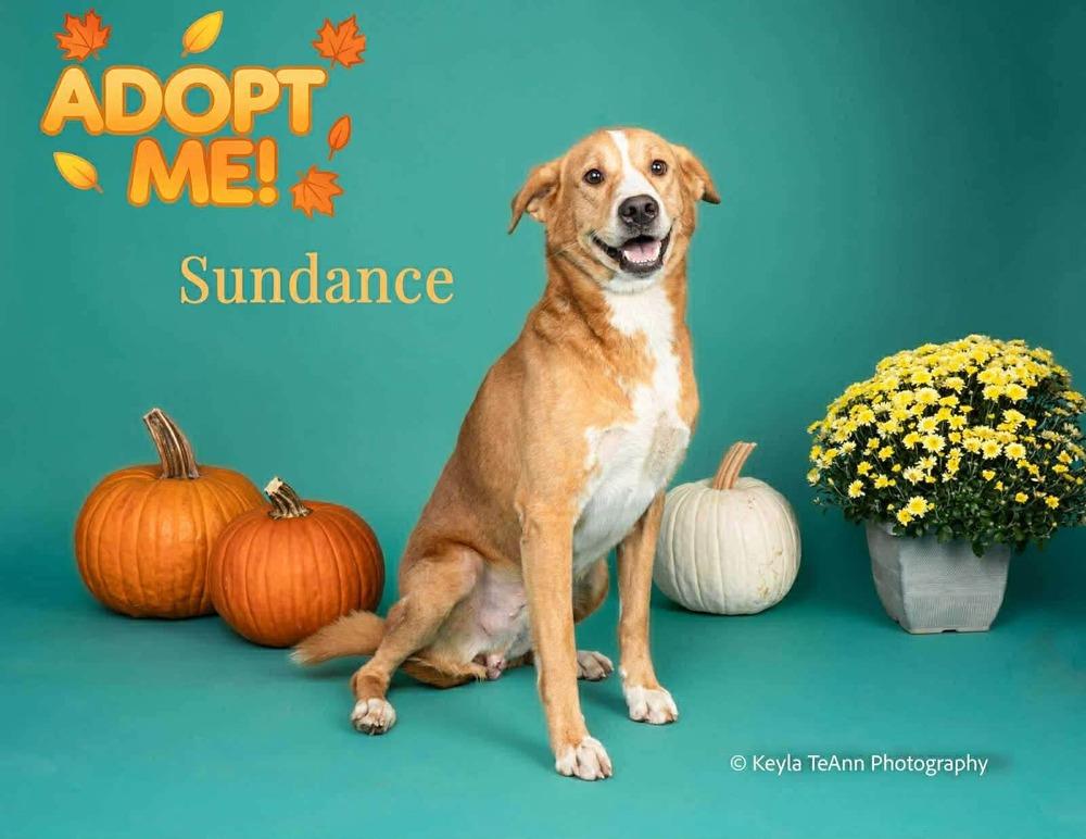 Sundance, Adoptable, Adult Male Labrador Retriever.