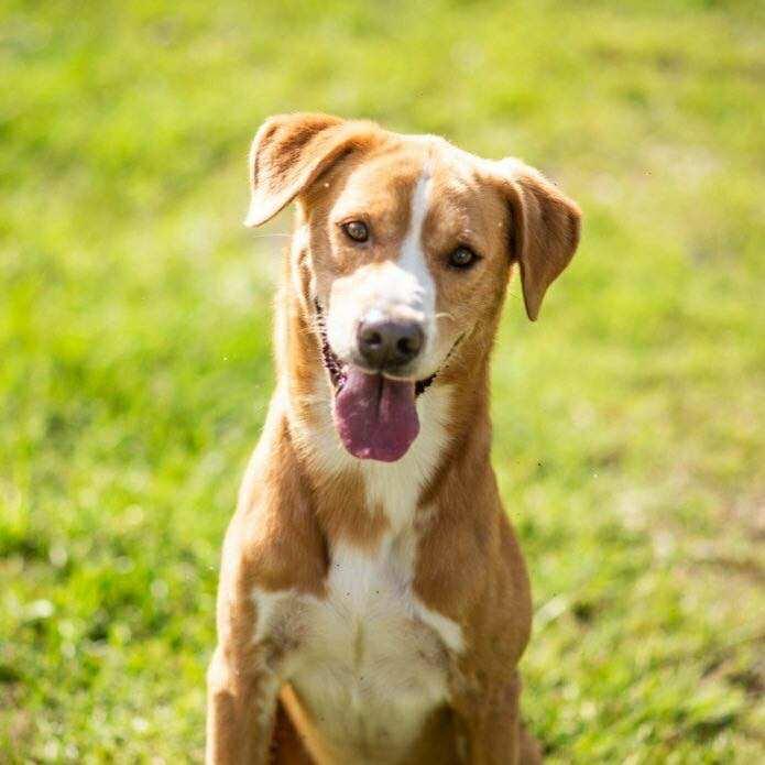 Enlarge Sundance, a Adoptable mixed breed in Statesboro, GA image 2/2