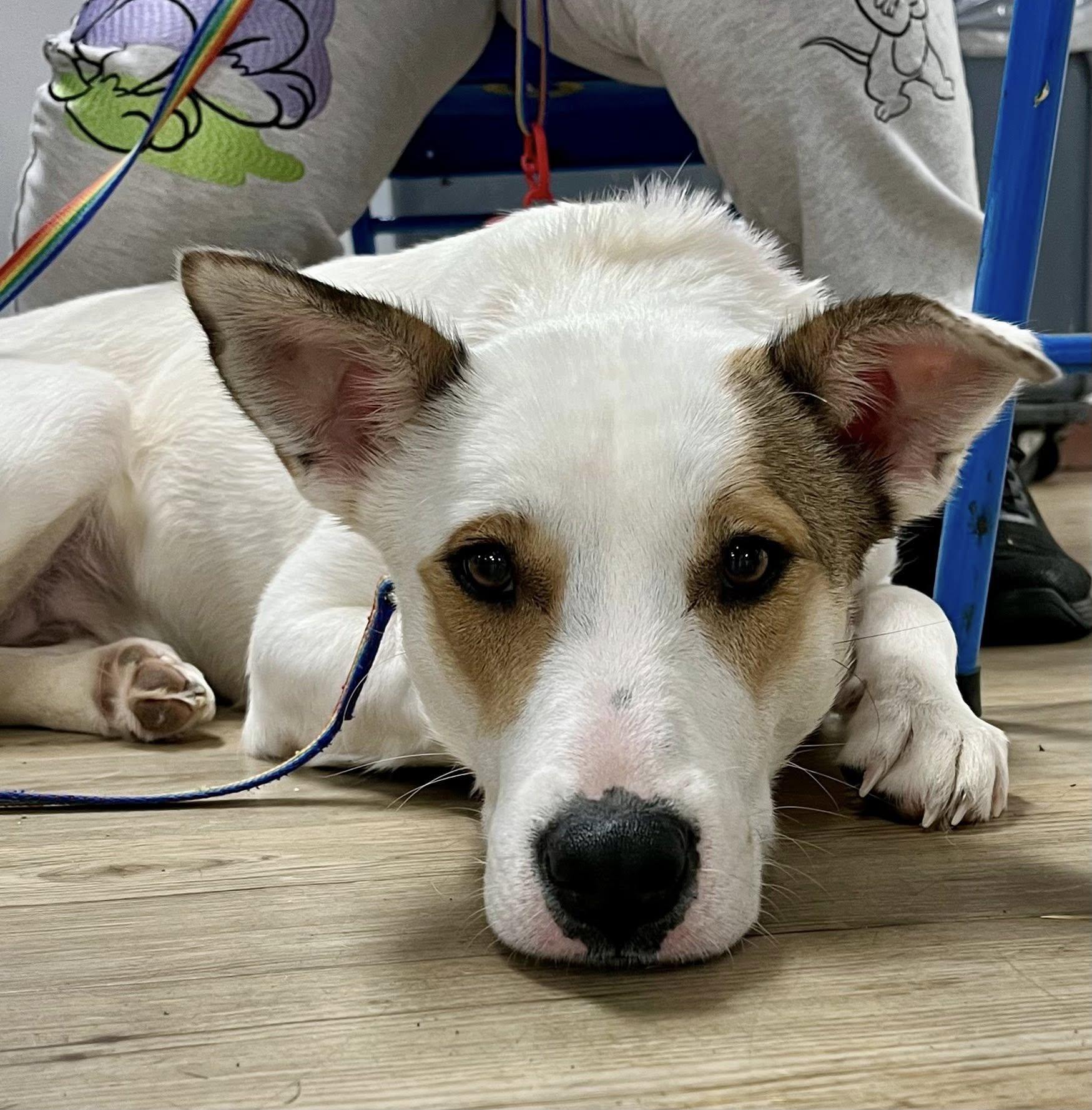 Enlarge Daffy, a ADOPTABLE mixed breed in Red Hook, NY image 1/4