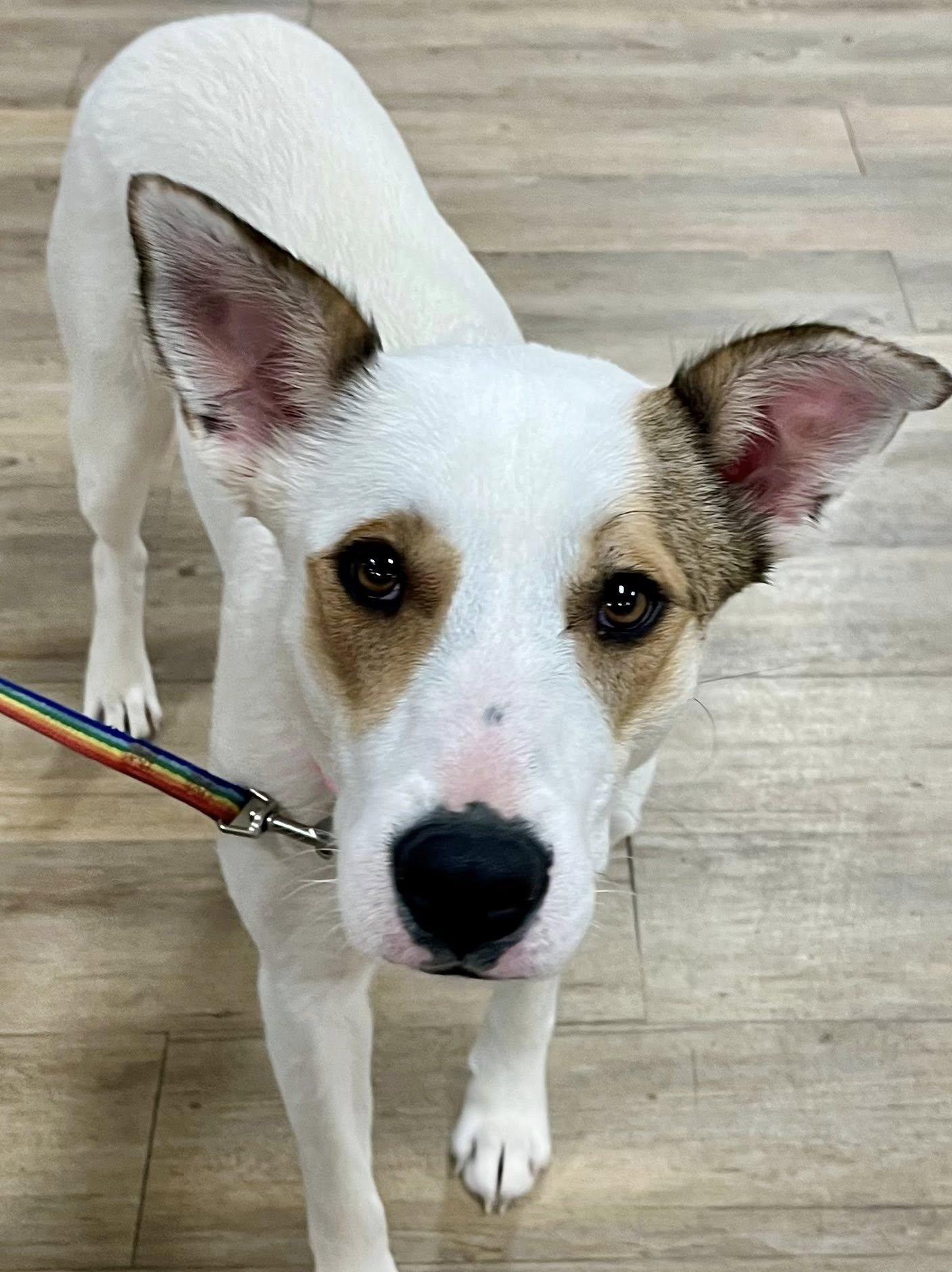 Enlarge Daffy, a ADOPTABLE mixed breed in Red Hook, NY image 2/4