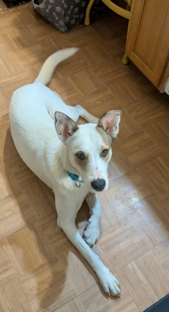 Enlarge Daffy, a ADOPTABLE mixed breed in Red Hook, NY image 3/4