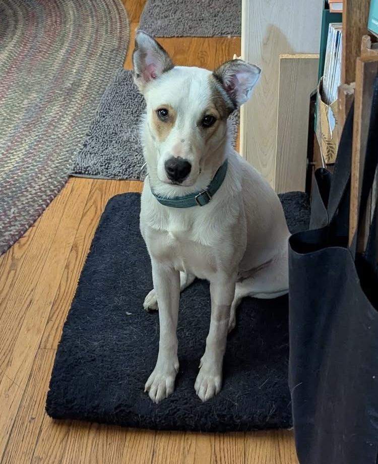 Enlarge Daffy, a ADOPTABLE mixed breed in Red Hook, NY image 4/4