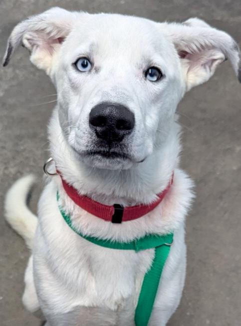 Huck Finn, a Adoptable mixed breed in Evansville, IN image 1/4