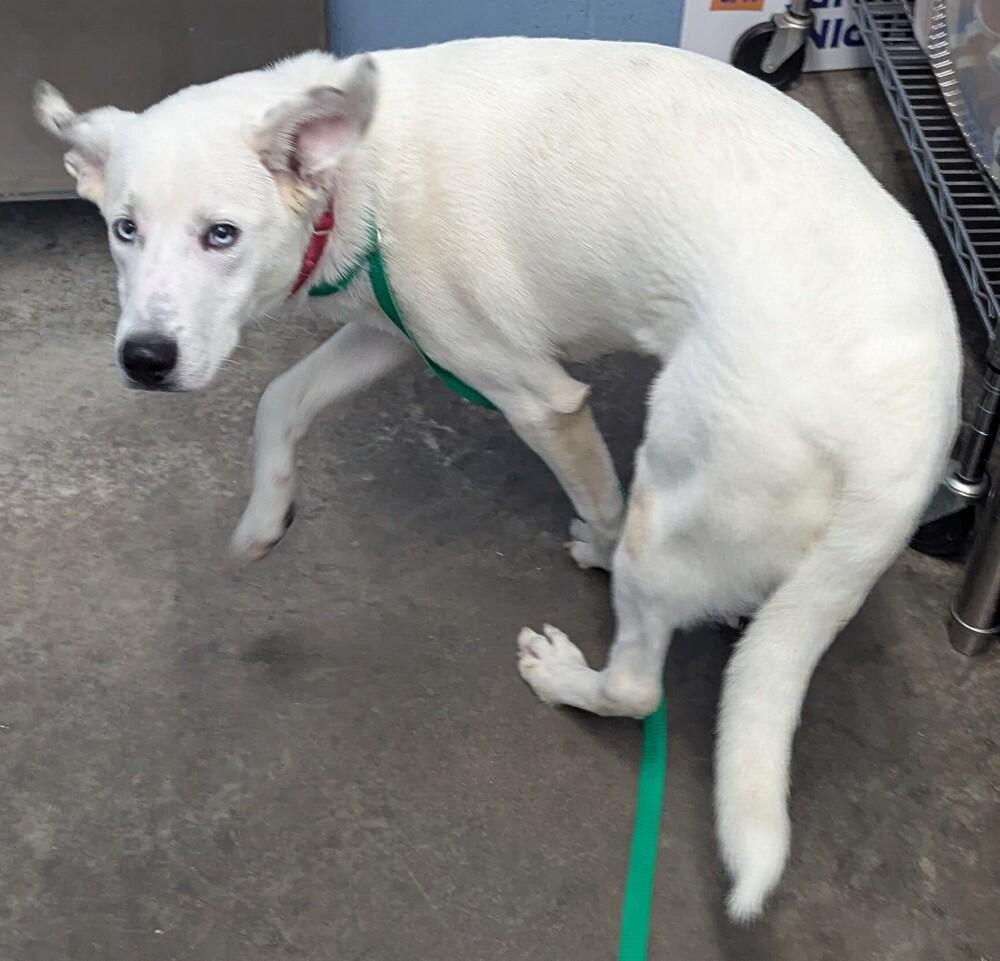 Huck Finn, a Adoptable mixed breed in Evansville, IN image 2/4