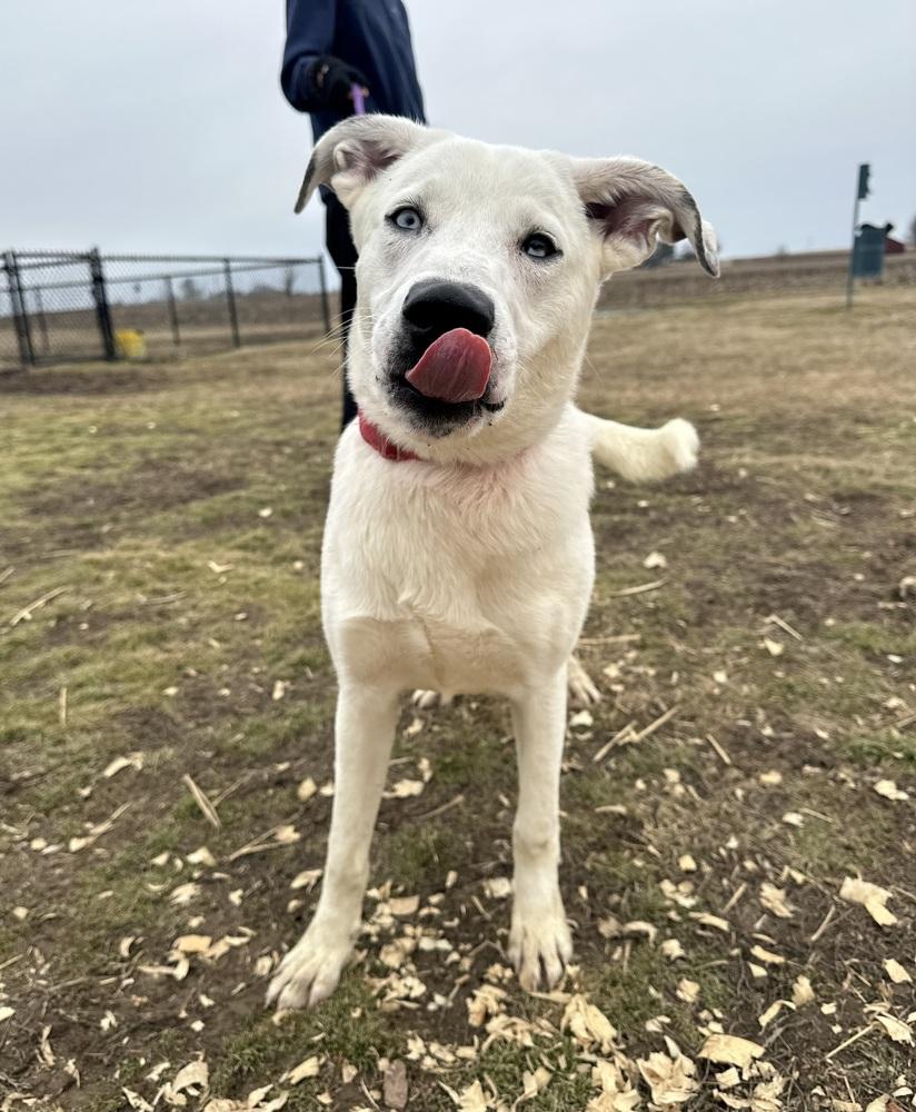Huck Finn, a Adoptable mixed breed in Evansville, IN image 3/4