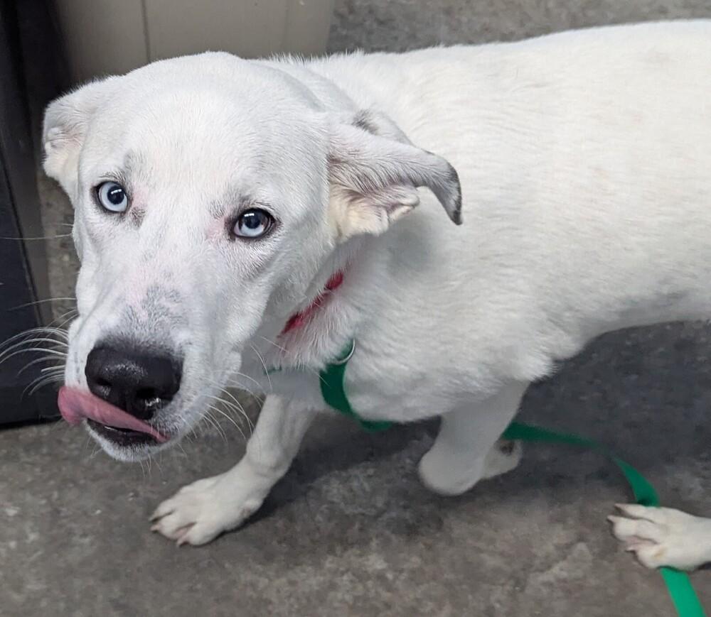Huck Finn, a Adoptable mixed breed in Evansville, IN image 4/4