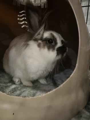 Clover, Adult Male unknown