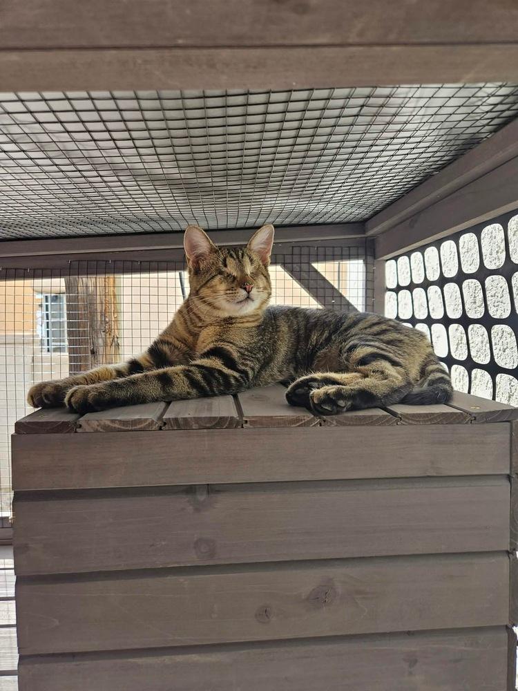 Topo Chico, Adoptable, Young Male Domestic Short Hair.