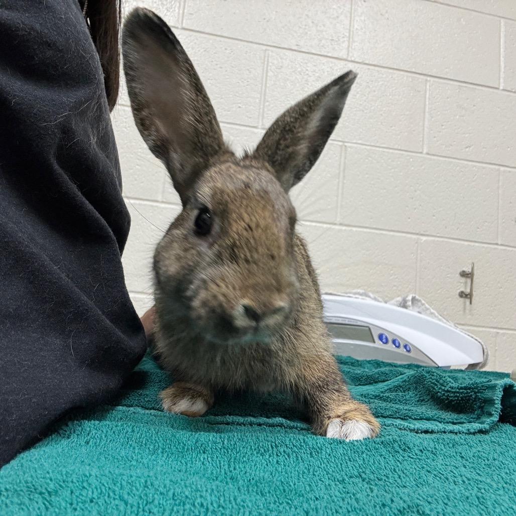 Junior, a Adoptable Bunny Rabbit in Murray, UT image 1/3