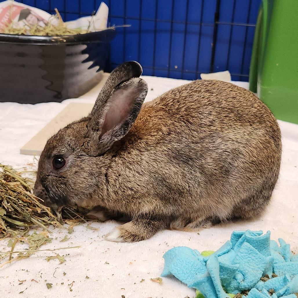 Junior, a Adoptable Bunny Rabbit in Murray, UT image 2/3